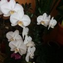 Наталья Маркиянович