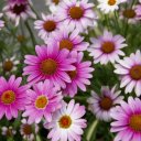 Юлия Бубенчикова