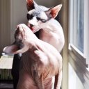 Лися Черная