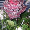 Роза Солнечная