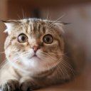 Евгения Щипакина