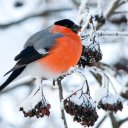 Мария Шаповалова