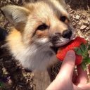 Лера Котова