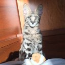 Анастасия Веснина