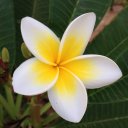 Ирэна Красина