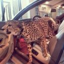 Фатима Дубаева