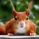 Белка Лесная