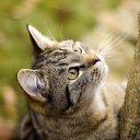 Александр Пионков