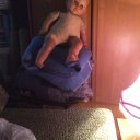 Евгения Ларина