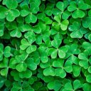 Ивана Иванова