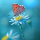 Олеся Гончаренко