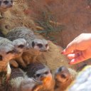 Наталья Зиновьева