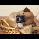 Лиа Бердзенадзе