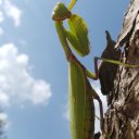 Ирина Уледева