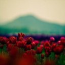 Мила Макарова