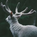 Анастасия Романова