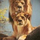 оксана присяжненко