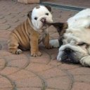 Олеся Михалевская