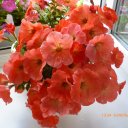 светлана андреева