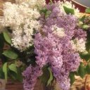 Иришка Оливка