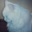 Маргарита Шашкова