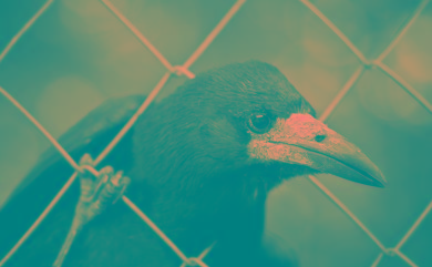 Помогите! Чувствую себя птицей в клетке...