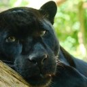 Лариса Гришмановская