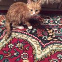 Алёна Кинаш