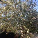 Марина Музыка