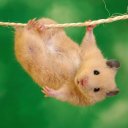 Ирина Зенченко