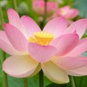 Катя Тихонова