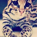 Алена Сергеевна