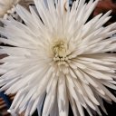 Светлана Глотина