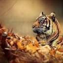 Снежана Бессарабова