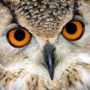 Елена Логачева