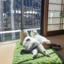 Макс Рокатански