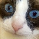 Даша Алимина