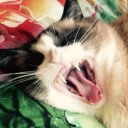 Даша Алимина