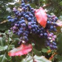 Larissa Filyakina Larissa Filyakina