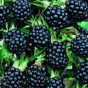 Танюшка Квист