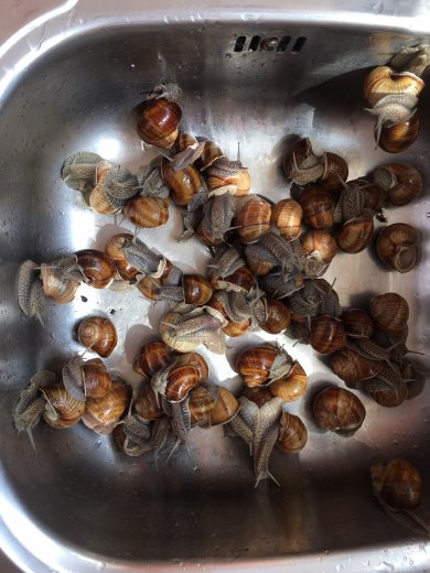 Эскарго - Шаг 1