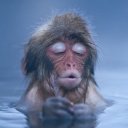 Катя Секвойя Катя Секвойя