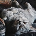 Алиса Косова