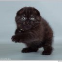 Бестия Улетная