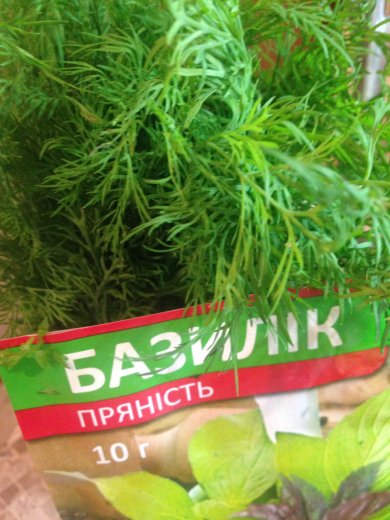 Сацебели - Шаг 2