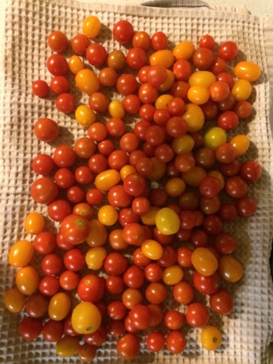 ВЯленные помидорки Черри - Шаг 1