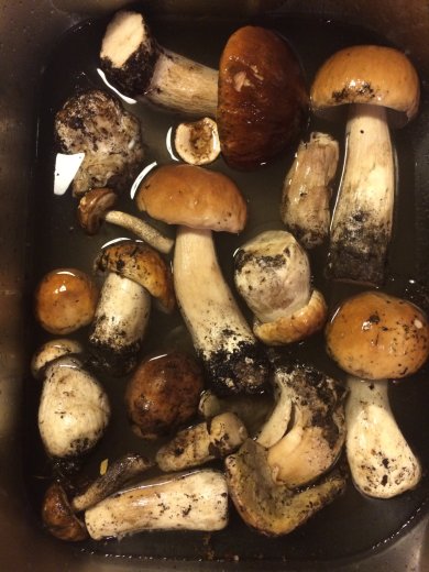 Суп из свежих лесных белых грибов - Шаг 2