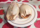 Фаршированные кальмары в духовке