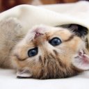 Галина Лапина