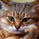 Наталья Васильева